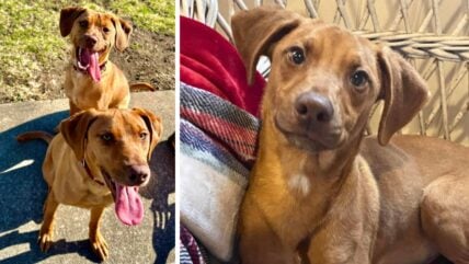 ‘Dazzling’ Puppies Abandoned at Boarding Have Waited Months for a Home