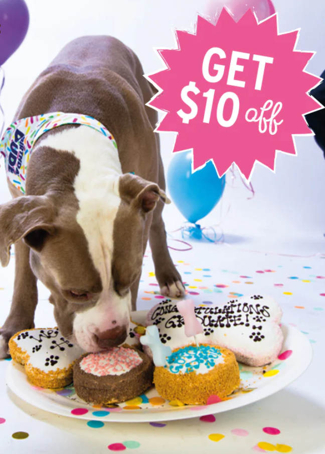 Golden Retriever's Regal Birthday Bash Is Making Dogs Everywhere Jealous