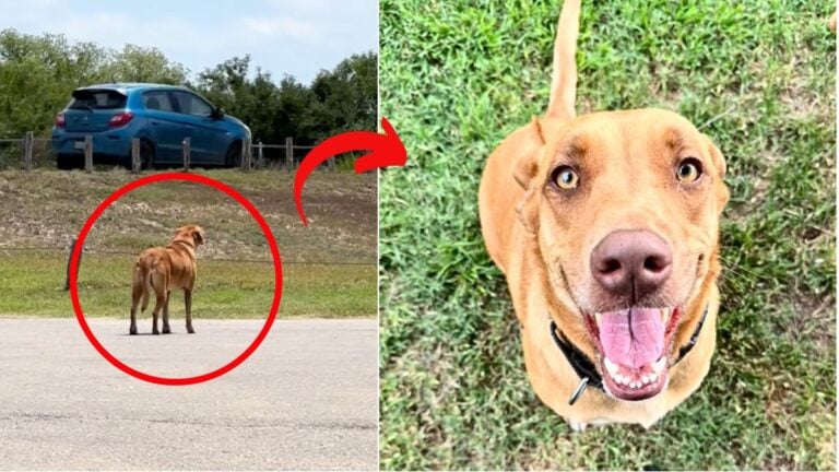 Dogs Desperate Howls After Being Dumped on Roadside Lead to a Life-Changing Surprise!
