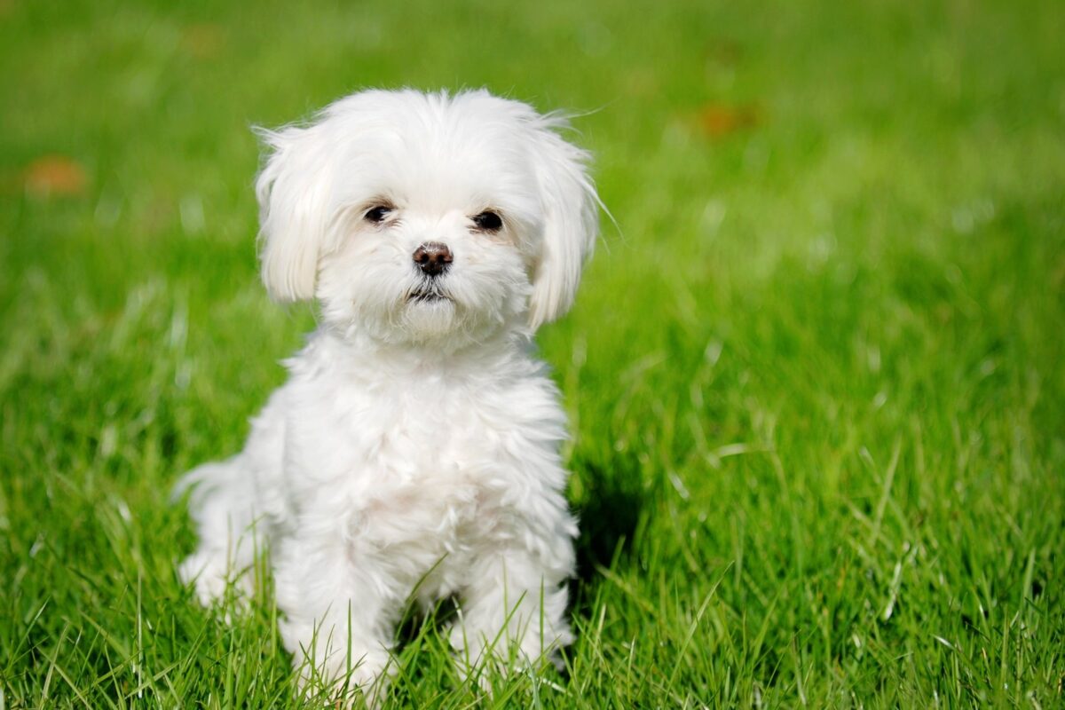 A Maltese sitting on the lawn, Maltese is among the dog breeds with the longest lifespans