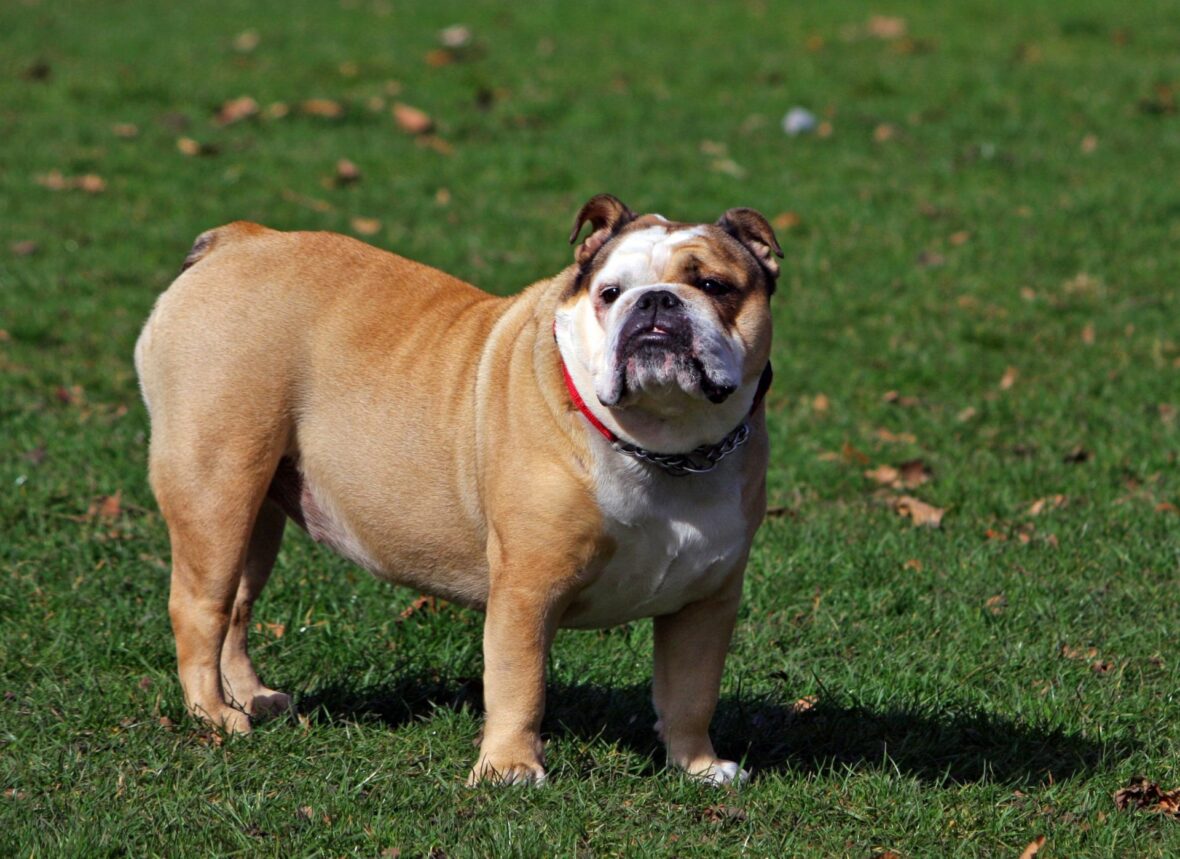 An English Bulldog stnding on a field of grass, Bulldog Mastiffs are among the dog breeds with the shortest lifespans