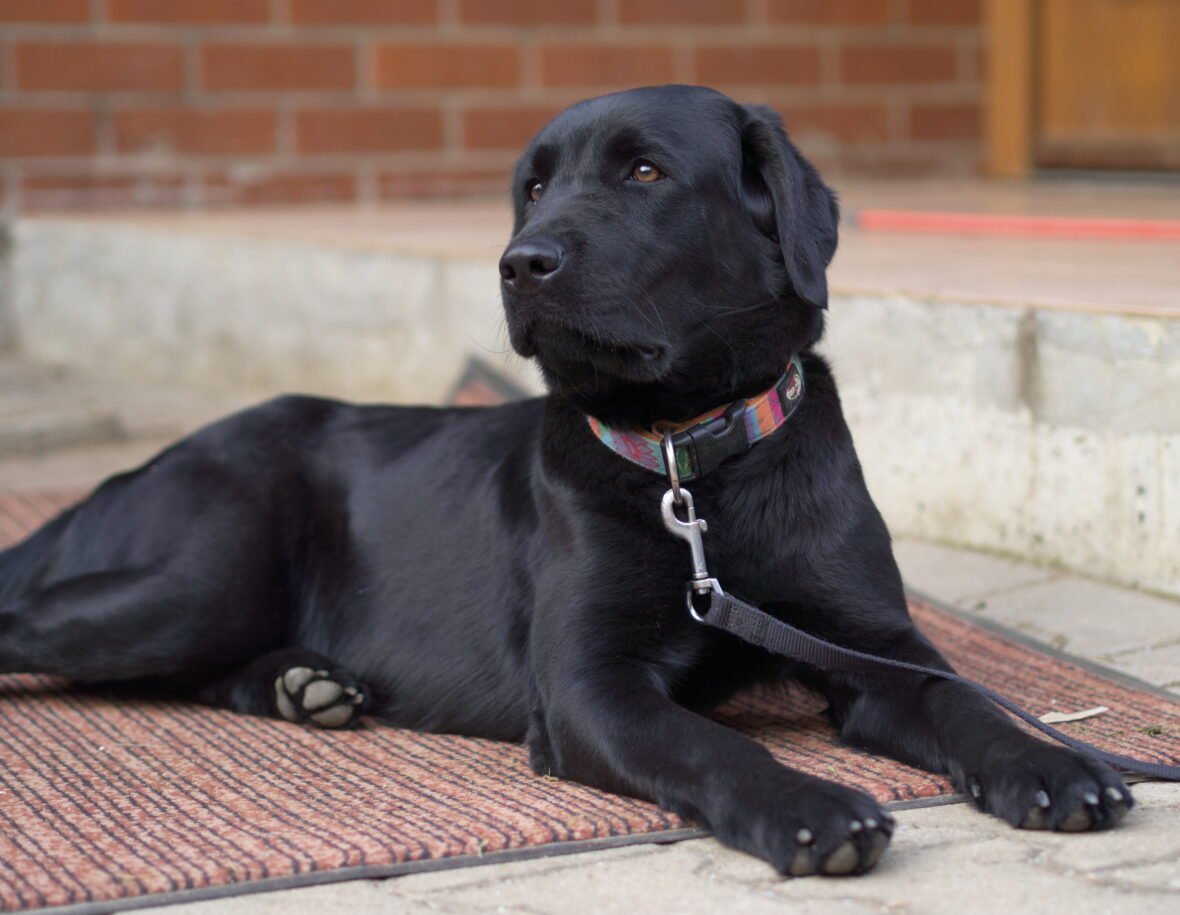 A Black Labrador Retriever lying on a mat, Labs are among the dog breeds most prone to cancer