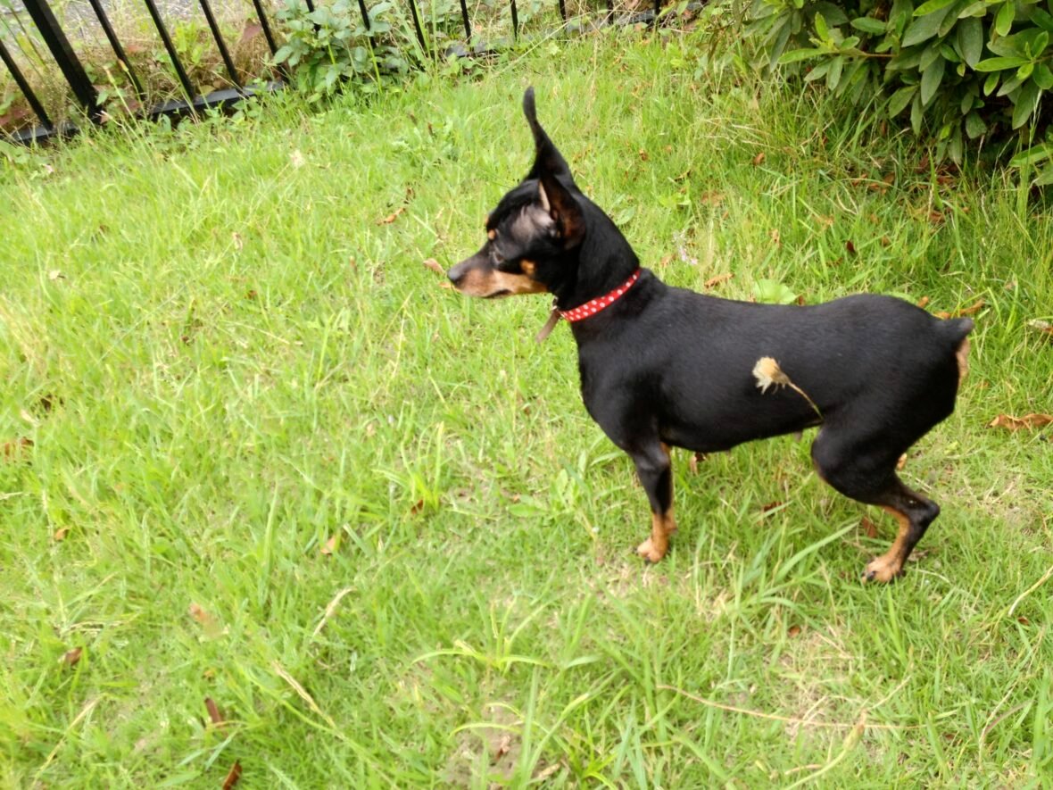 A Miniature Pinscher standing on the grass with a red, polka dot collar on its neck, Miniature Pinscher are among the best small guard dogs to own