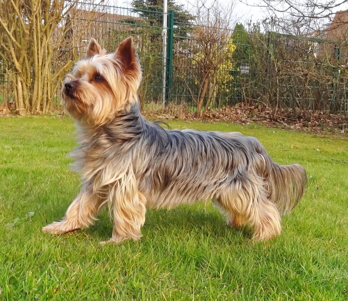 A Yorkshire Terrier standing on the grass, Yorkies are among the best small guard dogs to own