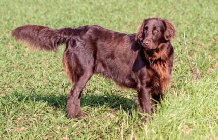 A Flat-coated Retriever standing on a field of grass, Flat-coated Retrievers are among the dog breeds most prone to cancer