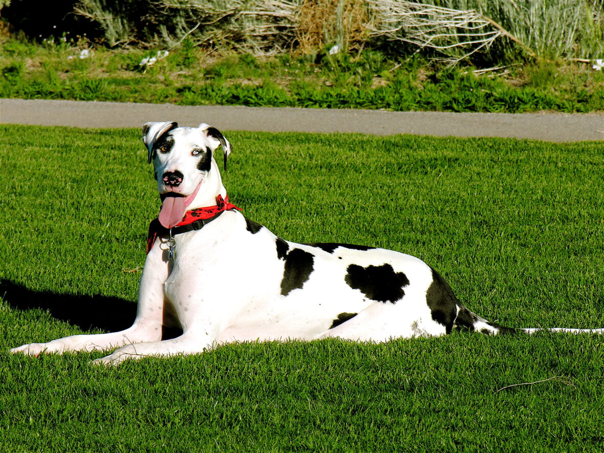A black and white Great Dane lying on the grass with tongue out, Great Danes are among the dog breeds with the shortest lifespans