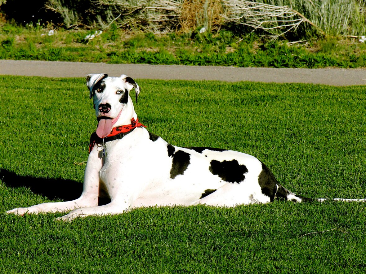 A white and black Great Dane lying on the grass with tongue out, Great Danes are among the dog breeds most prone to cancer