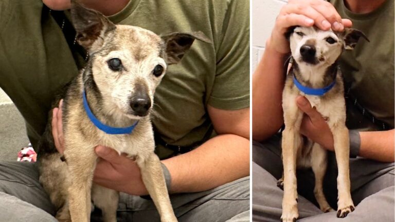 Dog Spent 14 Years as Someone's Pet, Then They Tossed Him Away Because He Was Old.