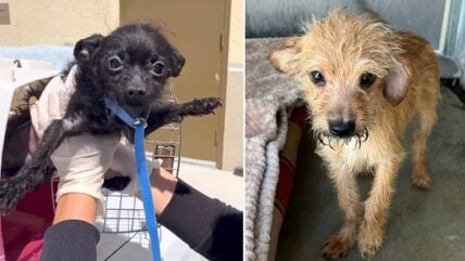 Over 100 Dogs Rescued from Overcrowded 2-Bedroom Apartment Now Seeking Adoption