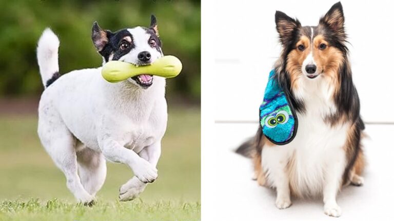 Indestructible Chew Toys