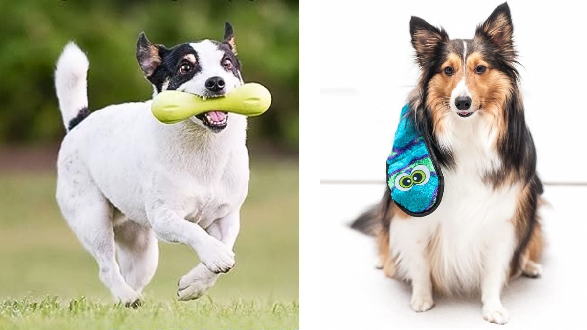 Goodbye Shredded Toys: These 6 Chew-Proof Dog Toys Can Survive Your Pup’s Jaws