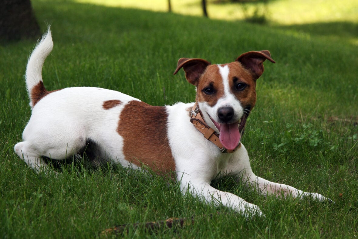 A Jack Russell Terrier lying on the grass with tongue out, Jack Russell Terriers are among the best small guard dogs to own