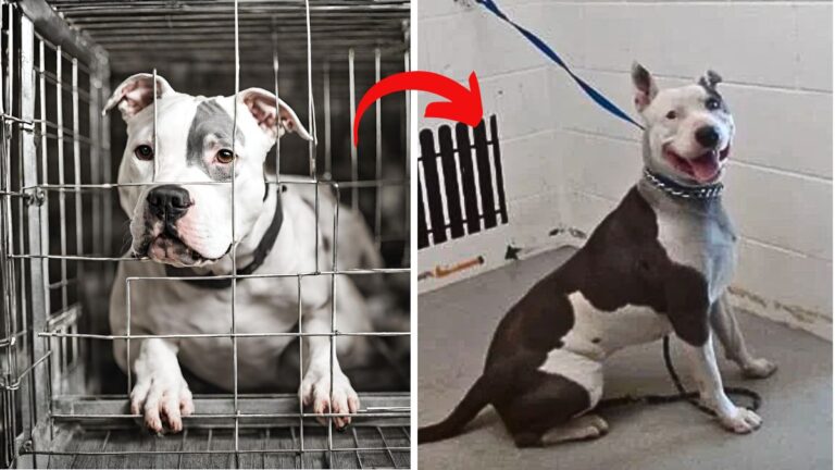 Abandoned Pitbull Left on Highway in Wire Crate Greets Rescuer with Sweetest Gesture.