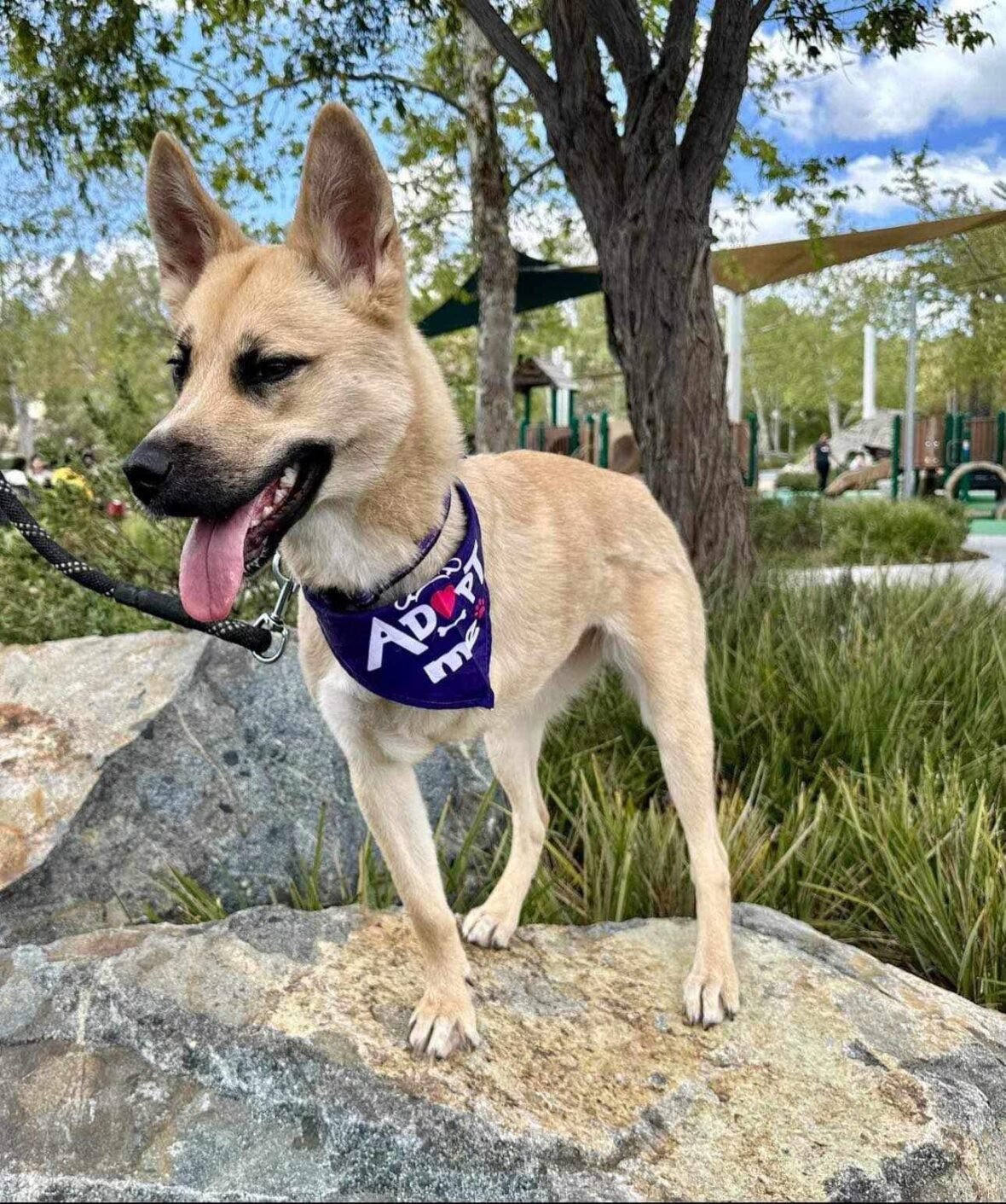Sweet German Shepherd Rescued on Euthanasia Day Needs Forever Home After Recovering From Amputation