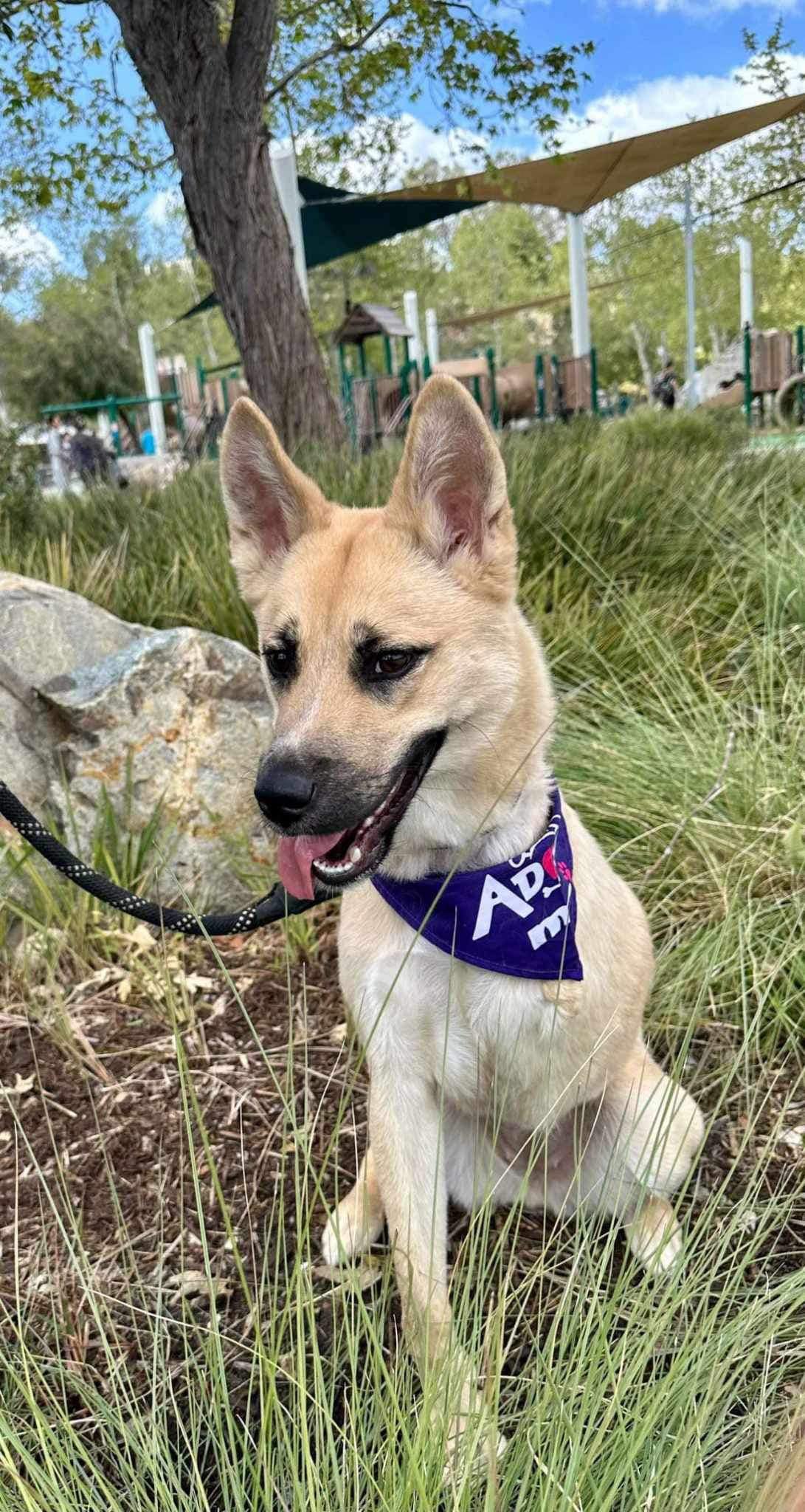 Sweet German Shepherd Rescued on Euthanasia Day Needs Forever Home After Recovering From Amputation