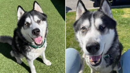 Blankie-Loving Husky Cut Out of Makeshift Harness When Rescued in NY