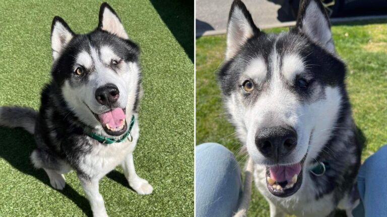 Dog up for adoption: Blankie-Loving Husky Cut Out of Makeshift Harness When Rescued in NY