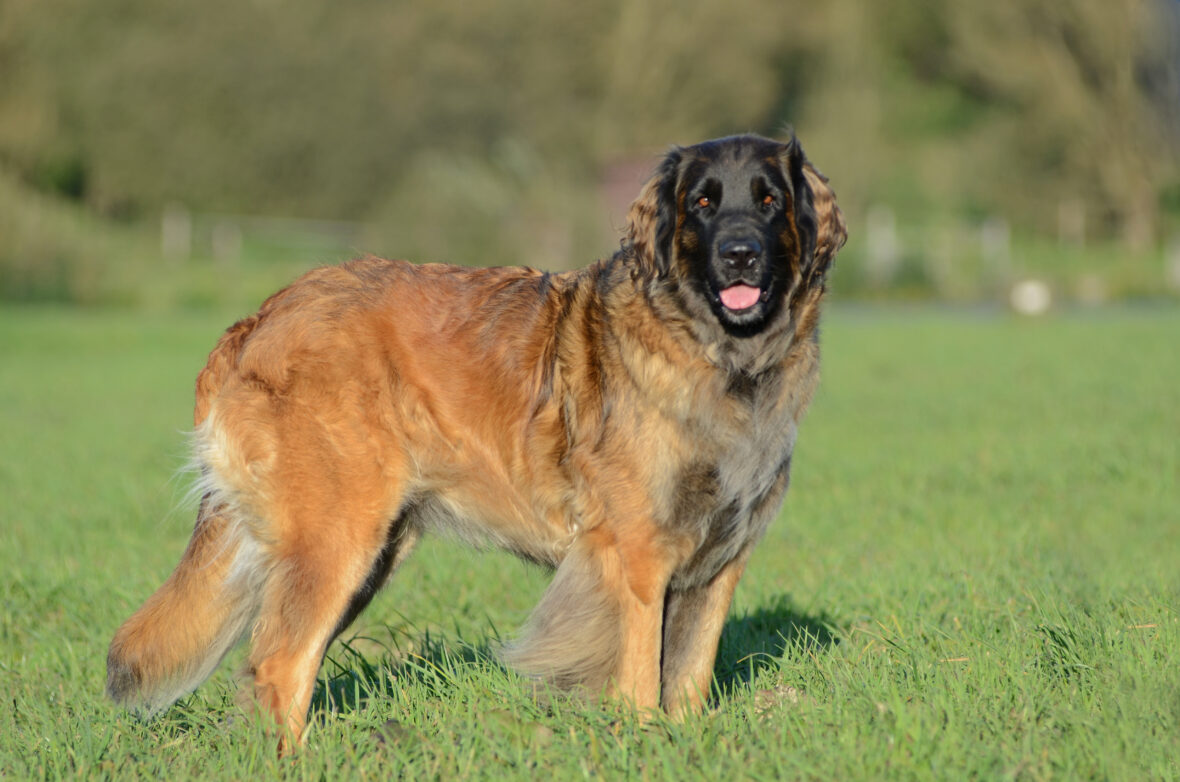 Close up of a Leonberger standing on field with grass, Leonbergers are among the dog breeds with the shortest lifespans
