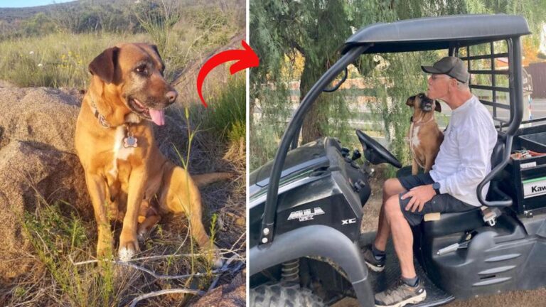 Rescued Senior Dog Dumped in Mexico Now Enjoys a Life Full of Cheeseburgers & Car Rides