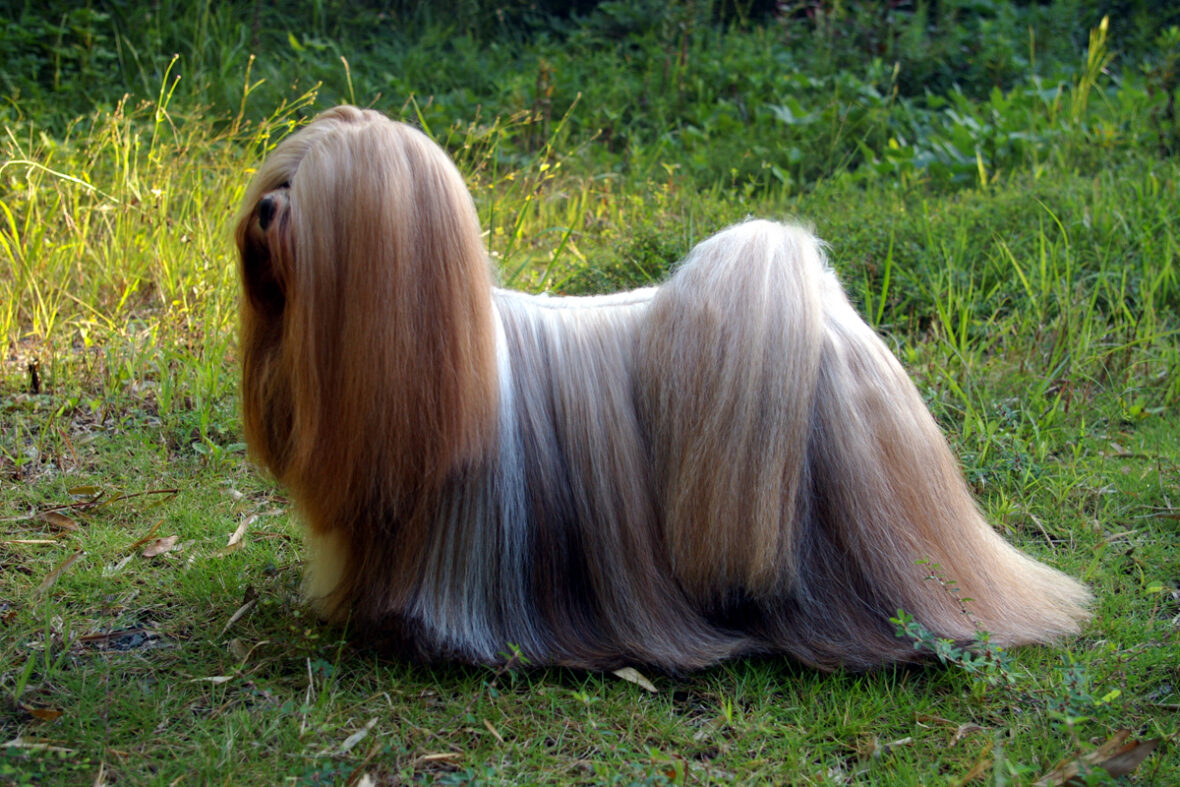 Close up of a Lhasa Apso, Lhasa Apso are among the dog breeds with the longest lifespans