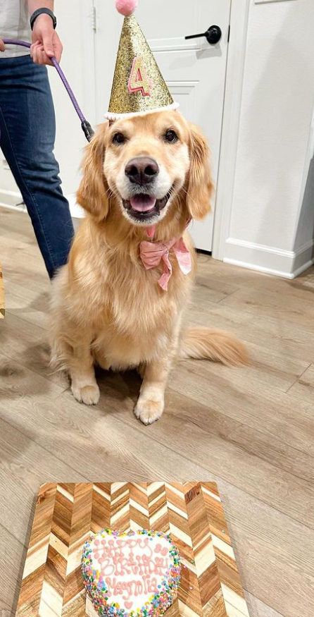 Golden Retriever's Regal Birthday Bash Is Making Dogs Everywhere Jealous