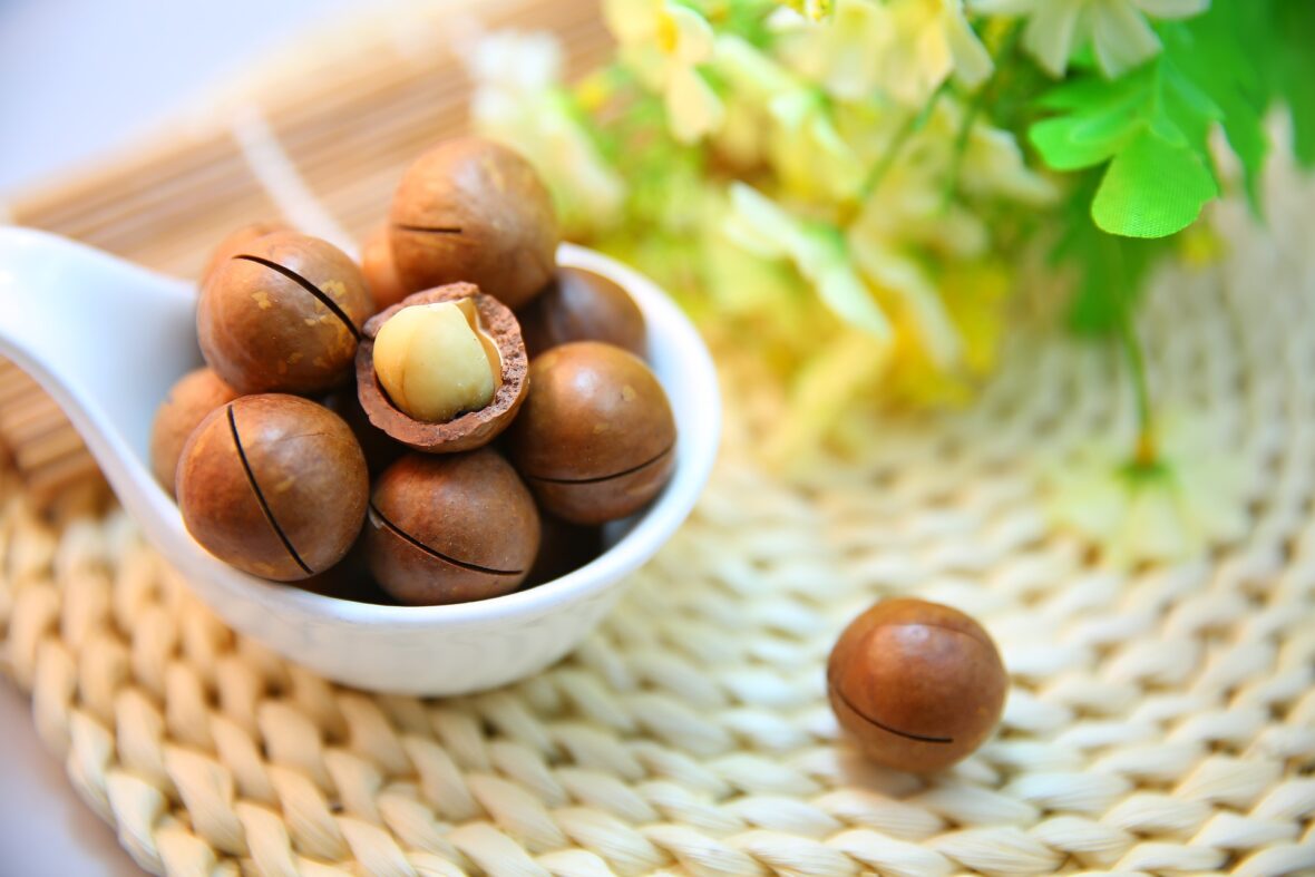 A white serving spoon full of macadamia nuts, macadamia nuts are among the human foods toxic to dogs