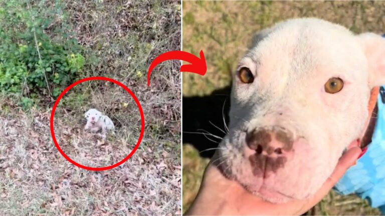 Rescuer Was About to Quit Until This Stray Dog's Loving Spirit Reignited Her Passion