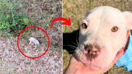 Rescuer Was About to Quit Until This Stray Dog’s Loving Spirit Reignited Her Passion