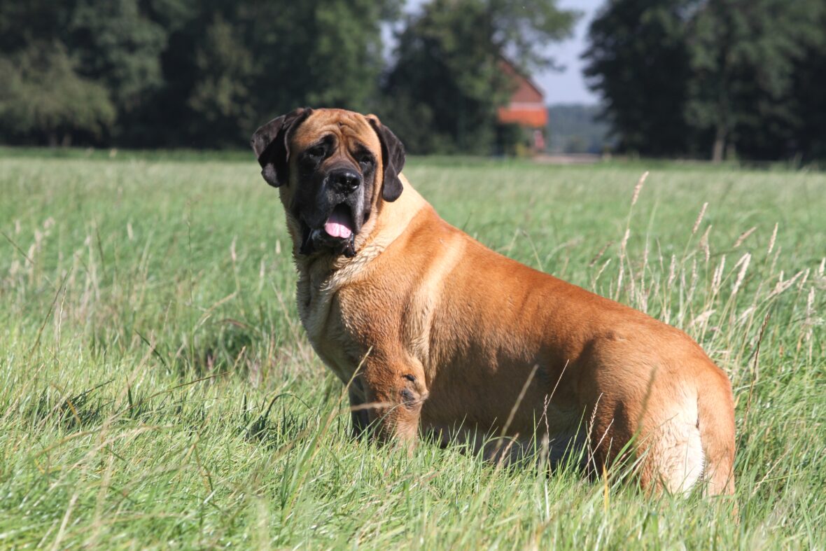 Mastiff standing in a field with long grass, Mastiffs are among the dog breeds with the shortest lifespans