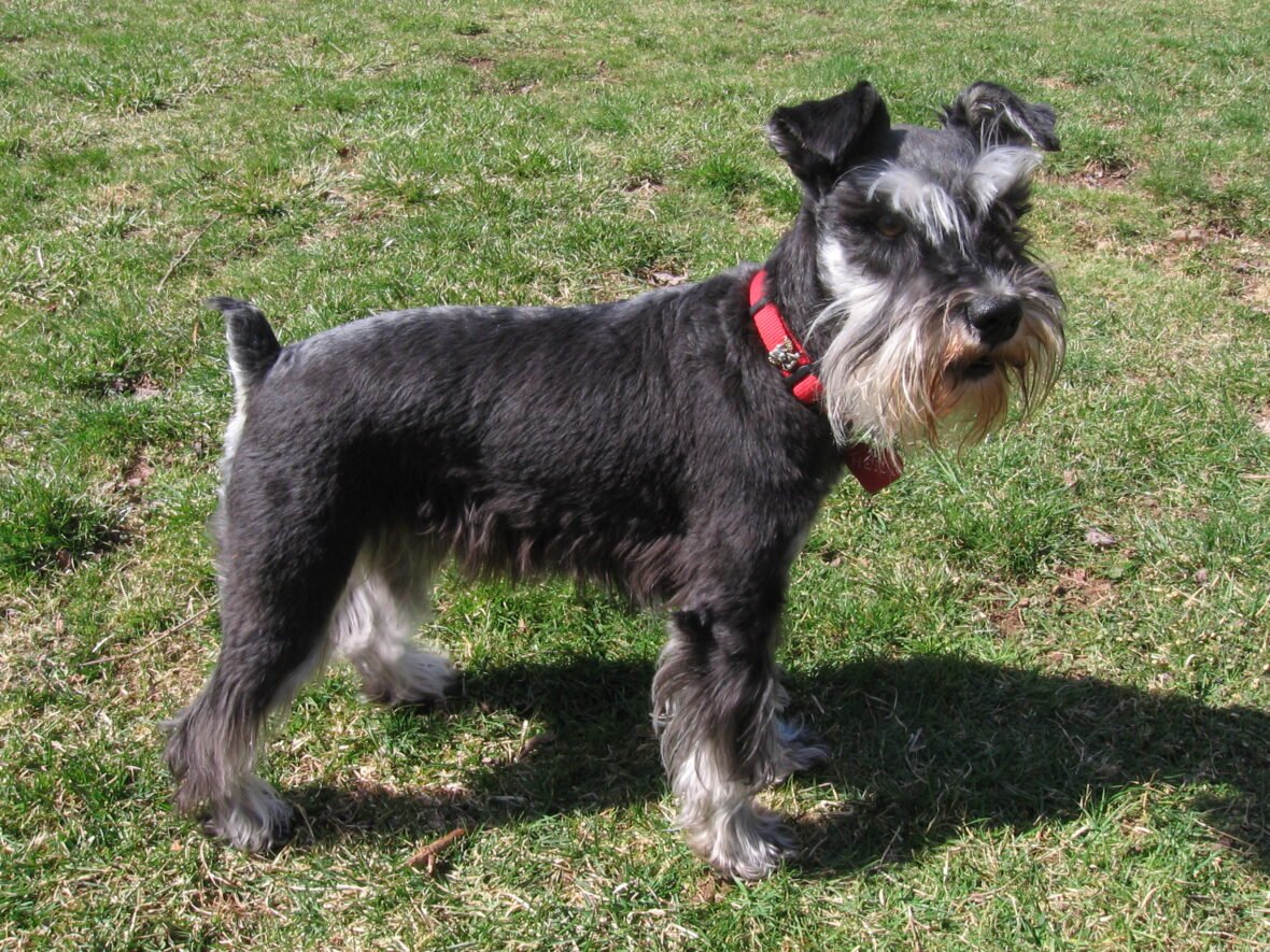 Close up of a miniature schnauzer standing with a red collar on its neck, Miniature Schnauzers are among the best small guard dogs to own