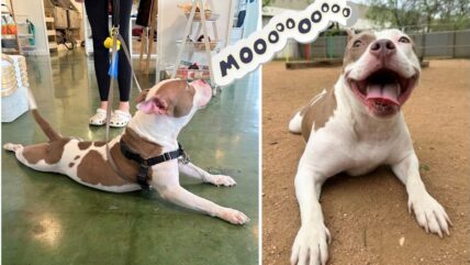 After a Heart-Stopping Rescue, this Velcro Pooch Can’t Stop ‘Mooing’ For A Permanent Home
