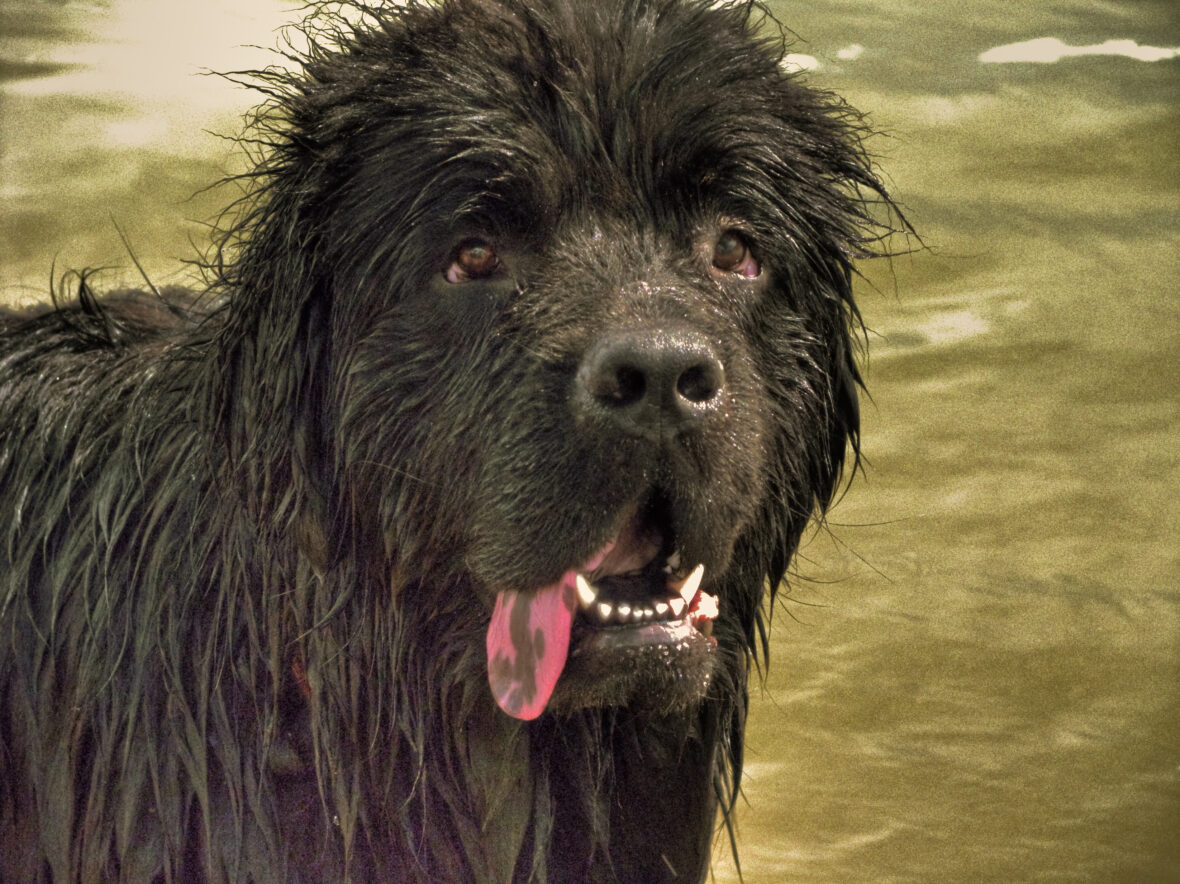 A close up of a Newfoundland with mouth open and tongue slightly on the side, Newfoundlands are among the dog breeds with the shortest lifespans