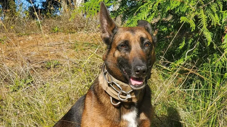 Elderly Car Crash Victims Found Thanks to Incredible Nose of Police Dog Nix