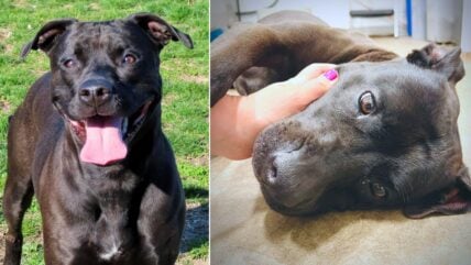 Sweet Pitbull Dumped by Owners Spends Over 3 Years in Shelter Searching for Forever Home