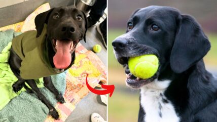 ‘Tennis Ball Is Life’ for Paralyzed Dog Who Refuses to Let Hit-and-Run Dim Her Spirit