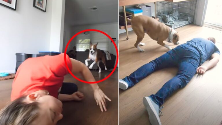 Loyal Pup Springs into Action When Owners Pretend to Faint