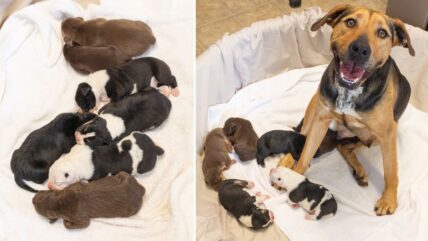 Mama Dog Gives Birth To  7 Ultra-Rare Puppies Within Hours of Entering Shelter