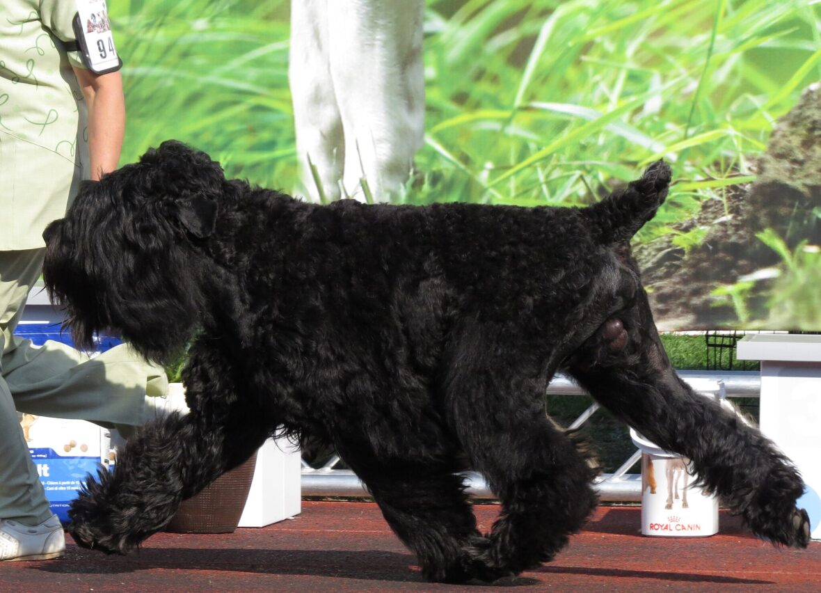 A close-up of a Black Russian Terrier