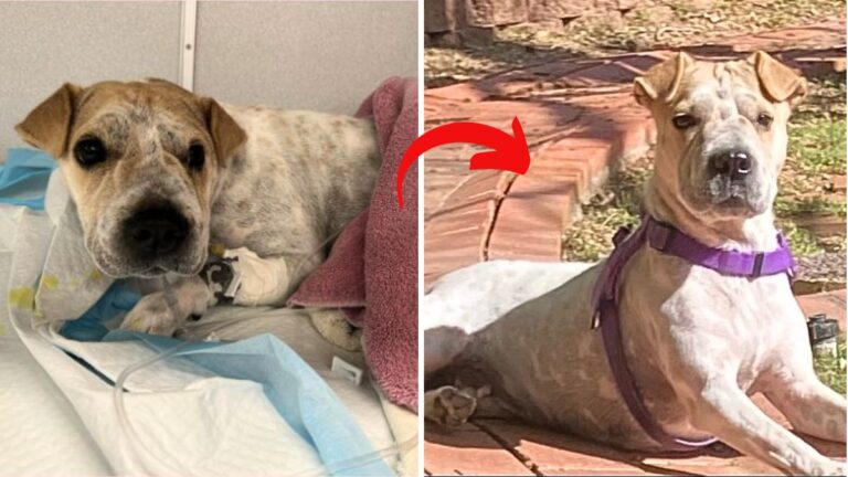 Brave Mama Dog and Babies Survive Hoarding and Car Crash on the Road to Adoption