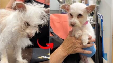 Shelter Dog’s Blissful Bath Time Snooze Shows How Much She Needed Pampering