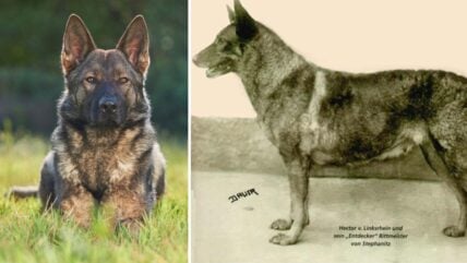 Sable German Shepherds Were the Originals And Are Still Beloved Today