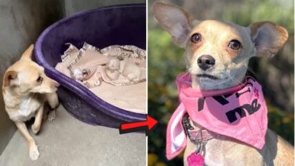 Tiny Puppies Find Forever Homes, Leaving Their Heartbroken Mama Dog Behind