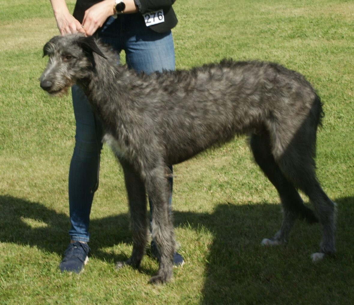 Close up of a Scottish Deerhound standing on a field of grass, Scottish Deerhounds are among the dogs breeds with the shortest lifespans