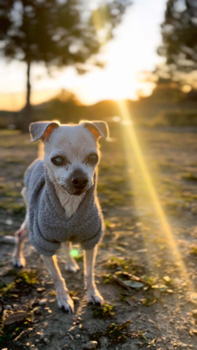 Couple Promised to Make 17 Year Old Blind Dog's Last Days Special. What They Achieved Was Beautiful