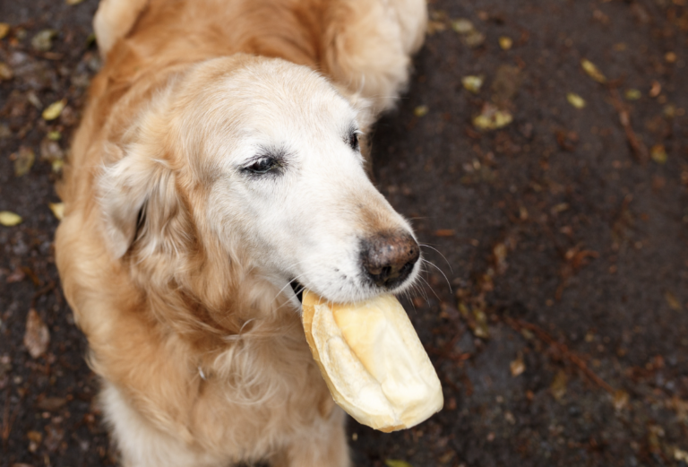 Can dogs eat bread?