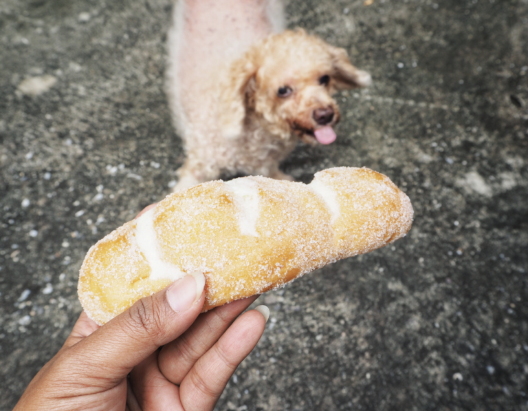 Can dogs eat bread?