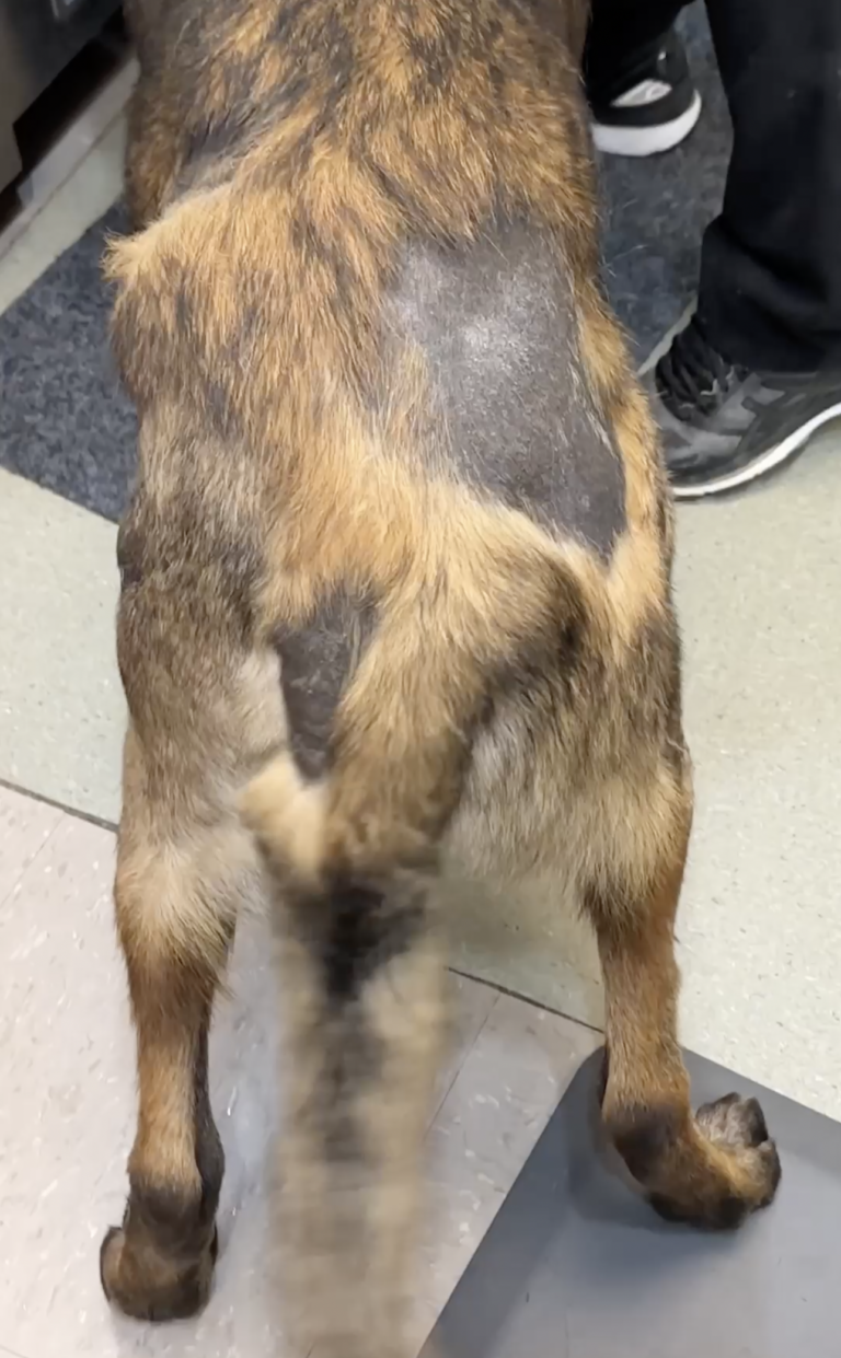 Groomer's Love Helps Abandoned Belgian Malinois Shed His Anxiety and Fur Loss Issues
