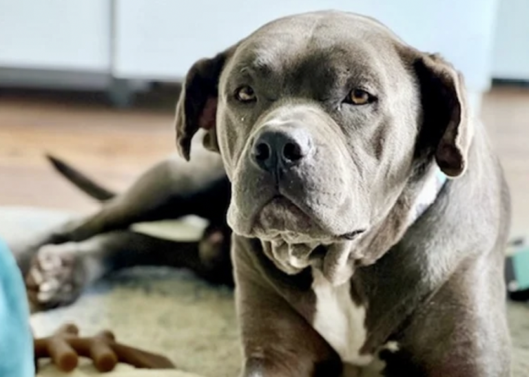 Abandoned Mastiff Proves Dogs Love Unconditionally