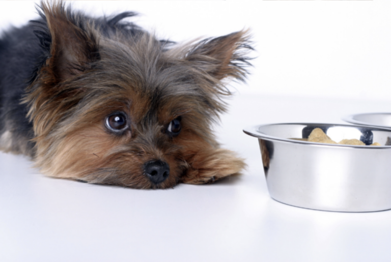 Best Dog Foods for Dogs with Allergies