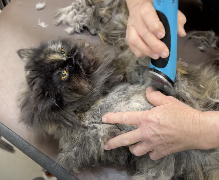 Grooming video: Watch How This Desperate Cat Asked for Help  & Got a Whole New Life!